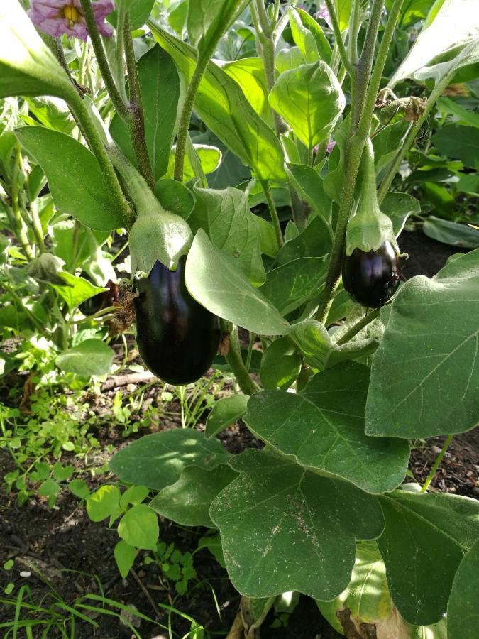 Green Vagon, Farm B&B Rooms For Rent 约灵 外观 照片